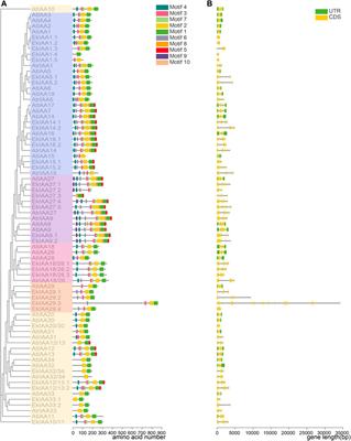 Genome-Wide Identification and Co-Expression Analysis of ARF and IAA Family Genes in Euscaphis konishii: Potential Regulators of Triterpenoids and Anthocyanin Biosynthesis